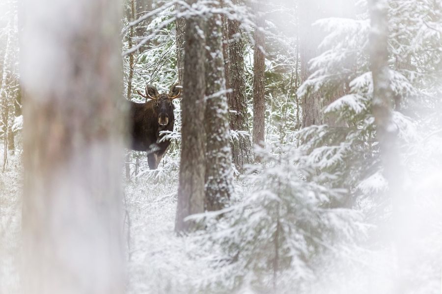 Ein Elch, der in einem verschneiten Winterwald steht. (Symbolbild: Erik Karits auf Pixabay)