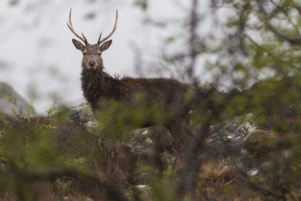 Hirschjagd in Schottland: Drei wichtige Änderungen