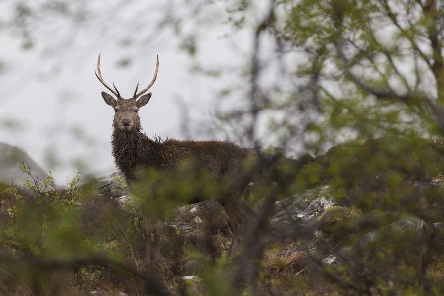 Ein Rothirsch in Schottland. (Symbolbild: adriankirby auf Pixabay)