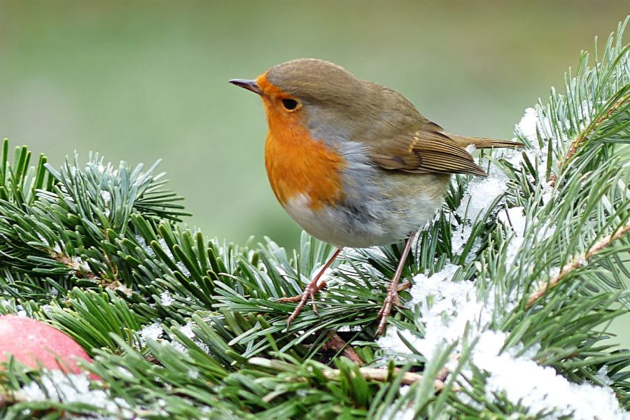 Ein Rotkehlchen auf einem beschneiten Zweig. (Symbolbild: Christiane auf Pixabay)