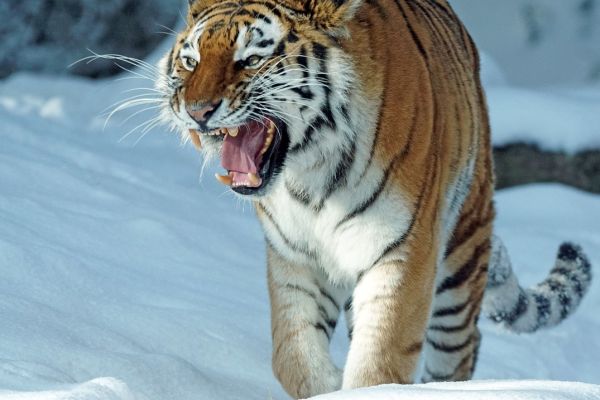 Tödlicher Tigerangriff in Sibirien