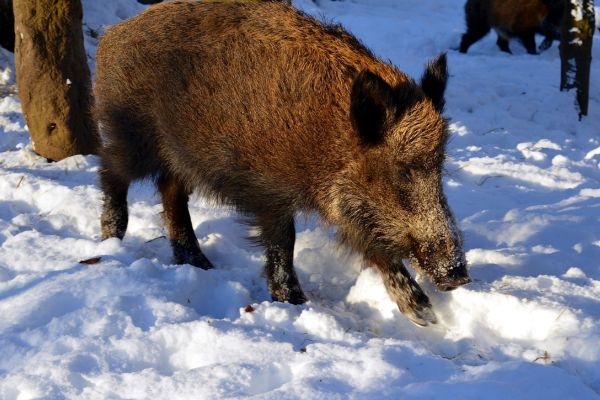 Kostenübernahme für Trichinenschau bei Wildschweinen um zwei Jahre verlängert