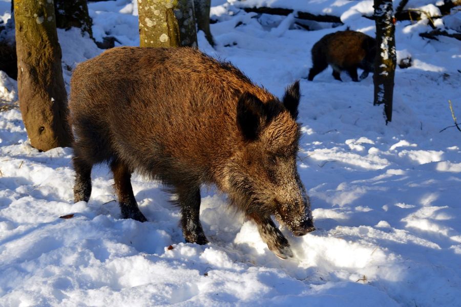 Wildschweine im Schnee. (Symbolbild: Marisa04 auf Pixabay)
