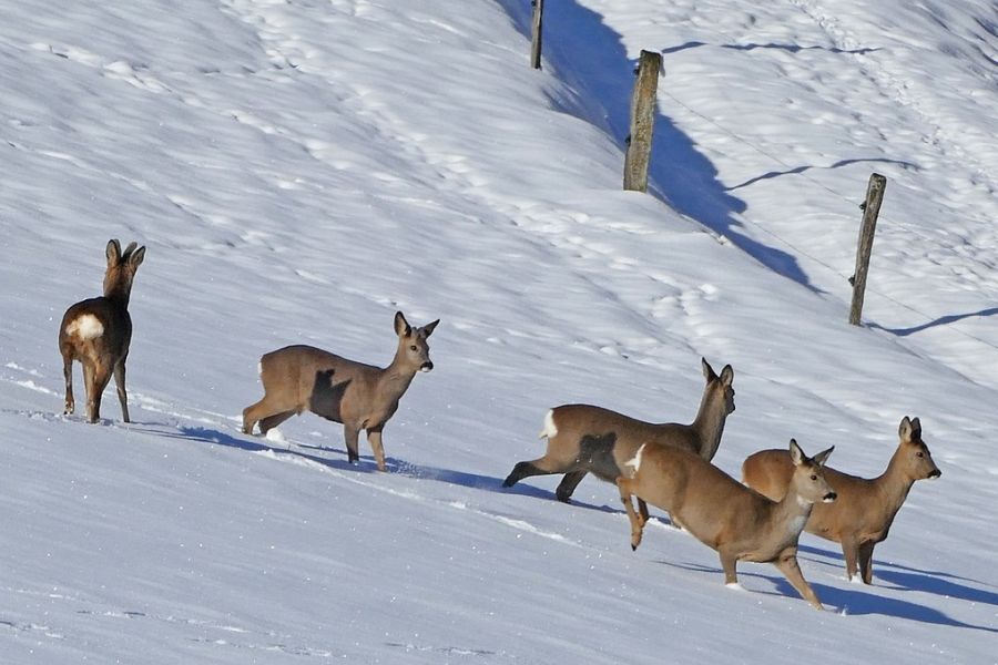 Ein Sprung Rehe im Schnee. (Symbolbild: Heiner auf Pixabay)