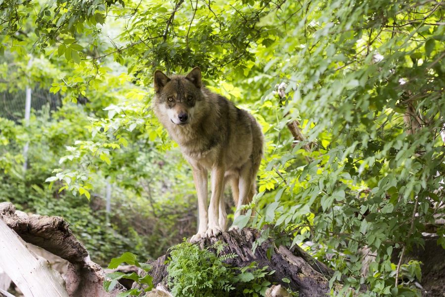 Ein Wolf, der auf einem Baumstumpf in einem Wald steht. (Symbolbild: Rain Carnation auf Pixabay)