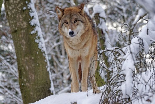 Risikowolf in Oberösterreich zum Abschuss freigegeben