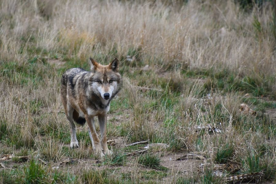 Ein einzelner Wolf auf einer Grasfläche. (Symbolbild: Christel SAGNIEZ auf Pixabay)