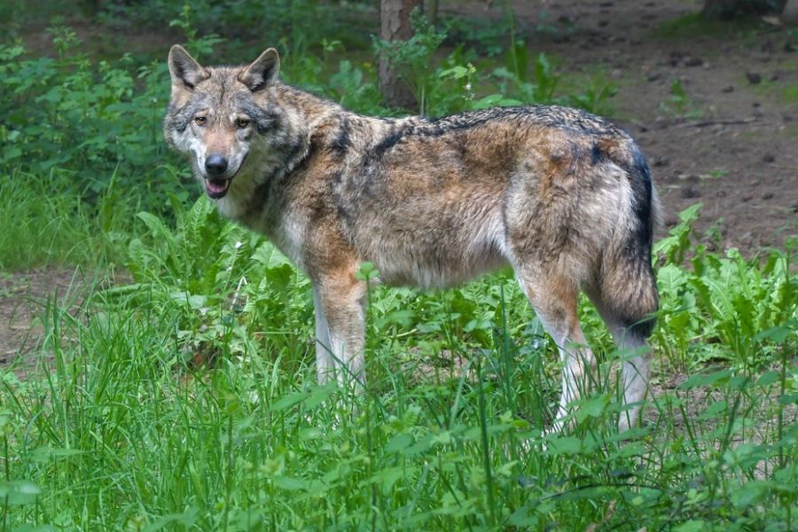 Ein einzelner Wolf in einem lichten Wald. (Symbolbild: Christel SAGNIEZ auf Pixabay)