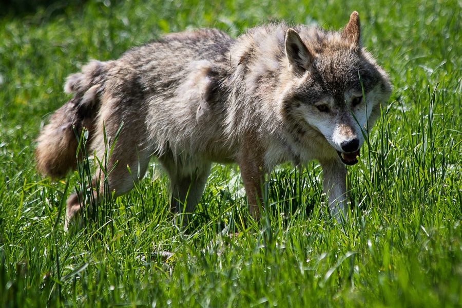 Ein einzelner Wolf auf einer Wiese. (Symbolbild: minka2507 auf Pixabay)
