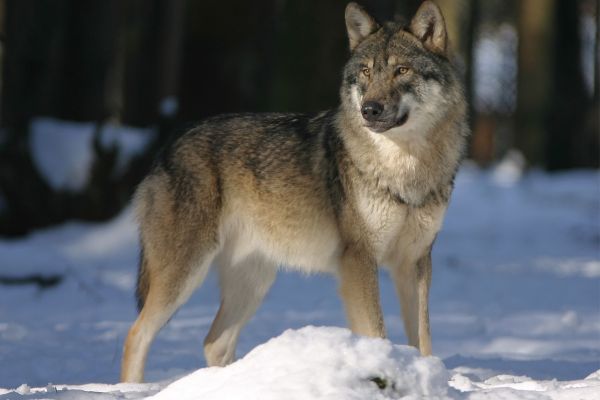 Erfolgreicher Eilantrag gegen Wolfsabschuss-Genehmigung