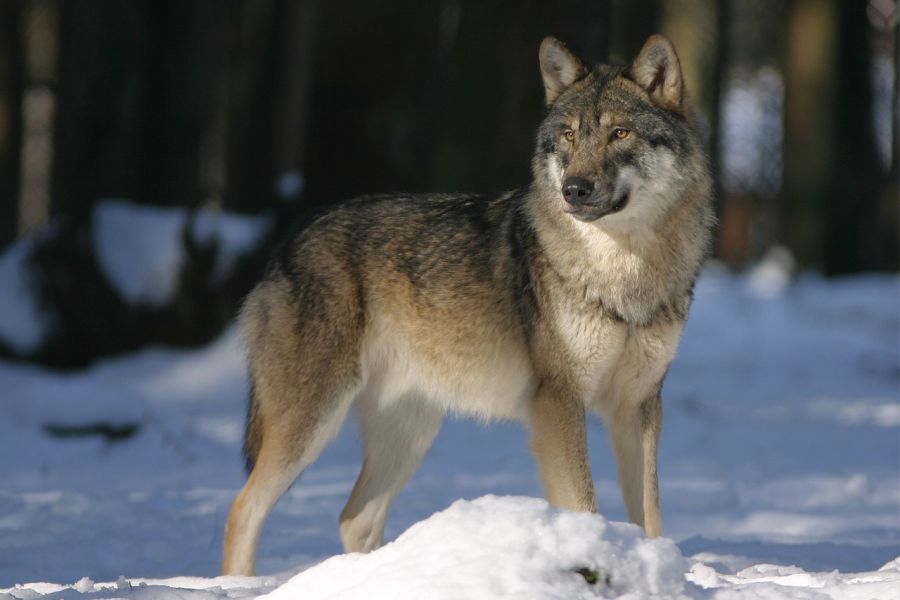Ein einzelner Wolf im Schnee. (Symbolbild: 942784 auf Pixabay)