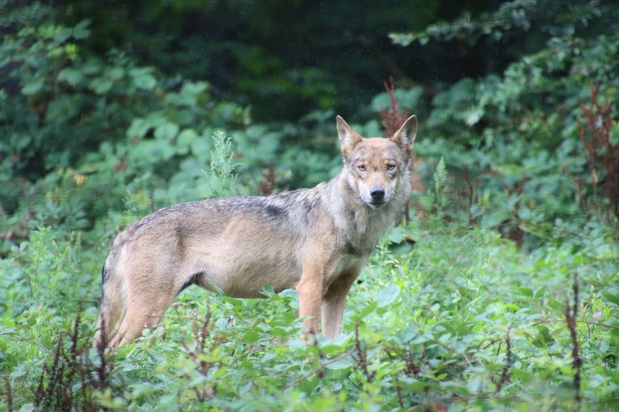 Eine einzelne Wölfin auf einer Lichtung im Wald. (Symbolbild: Dominik Rheinheimer auf Pixabay)