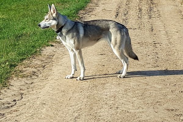 Wolfshybrid tötet Baby