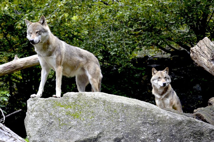 Zwei Wölfe auf einem Felsen. (Symbolbild: Andrea Bohl auf Pixabay)