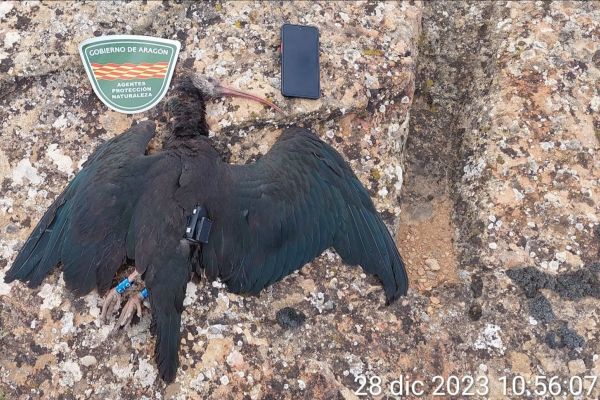 Die tote Knubbel wurde durch spanische Naturschutzbeamte geborgen. (Foto: Waldrappteam Conservation & Research)