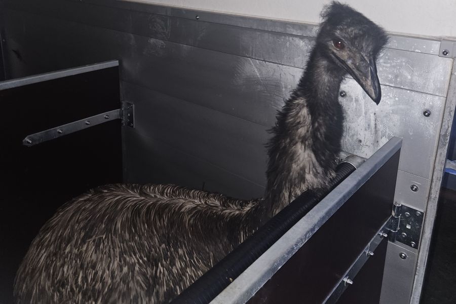 Der eingefangene Emu, sicher untergebracht in einem Stall. (Foto: Polizei)
