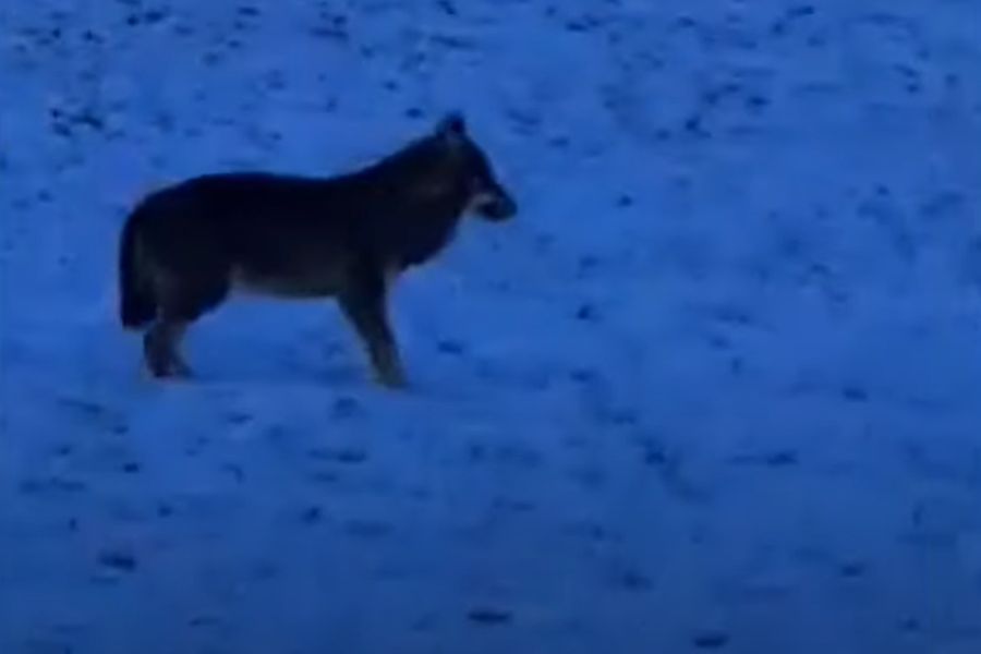 Der Wolf wurde von einer Privatperson im Schnee gefilmt. Dem Verhalten nach zu urteilen, handelt es sich um ein noch ziemlich junges Tier. (Quelle: Screenshot aus einem YouTube-Video auf dem Kanal „Schwäbische Post / Gmünder Tagespost“)