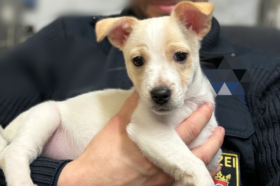 Dieser kleine Welpe wurde bei der Polizeiinspektion Ludwigshafen 2 abgegeben. (Foto: Polizei)