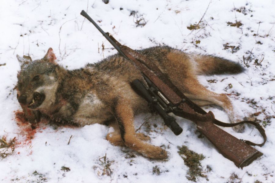 Ein erlegter Wolf, der im Schnee liegt. Auf ihm das Repetiergewehr mit Zielfernrohr, mit dem er geschossen worden ist. (Symbolbild: K&K)