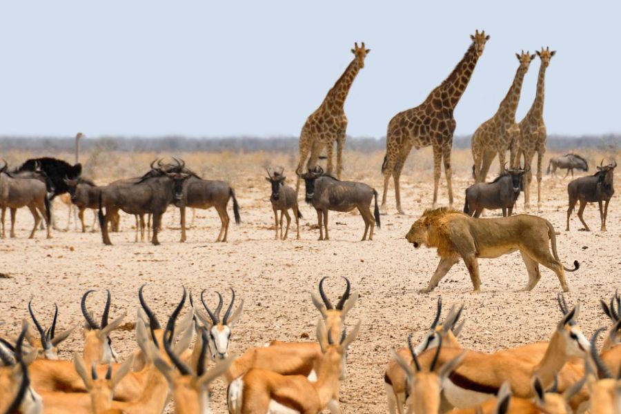 Verschiedene afrikanische Wildarten, wie Löwe, Giraffe, Springbock, Afrikanischer Strauß und Co. (Symbolbild: kolibri5)