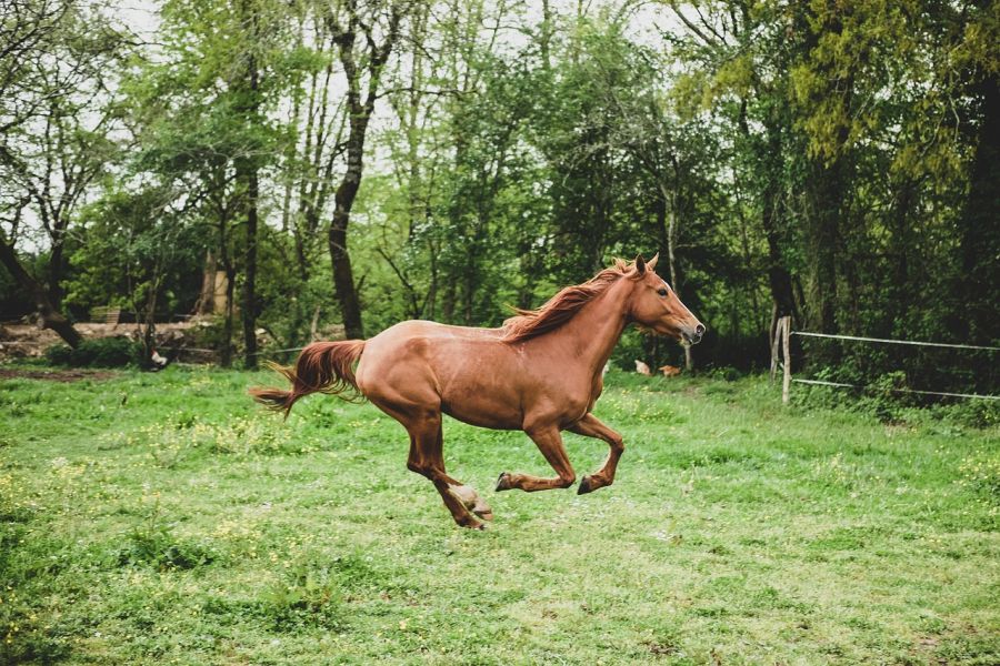 Ein Pferd auf einer Koppel. (Symbolbild: BioPic Photos auf Pixabay)