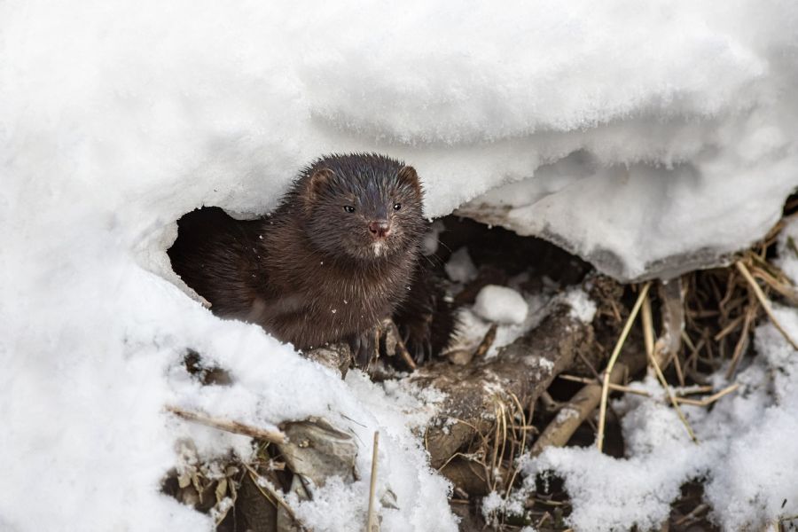 Ein Mink im Schnee. (Symbolbild: Erik Karits auf Pixabay)