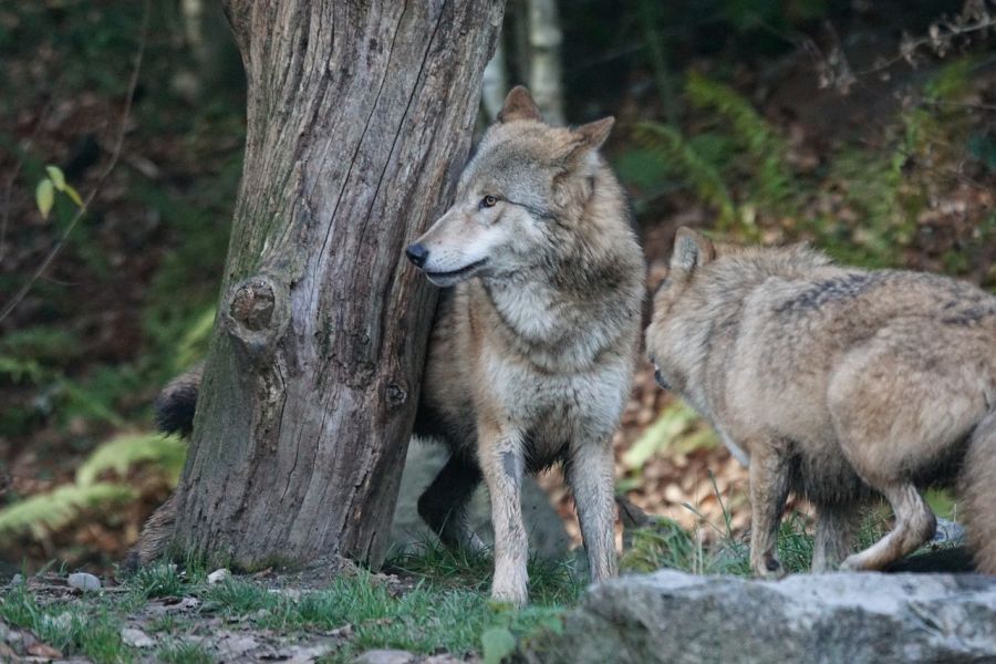 Zwei Wölfe an einem Baumstamm im Grünen. (Symbolbild: Marcel Langthim auf Pixabay)