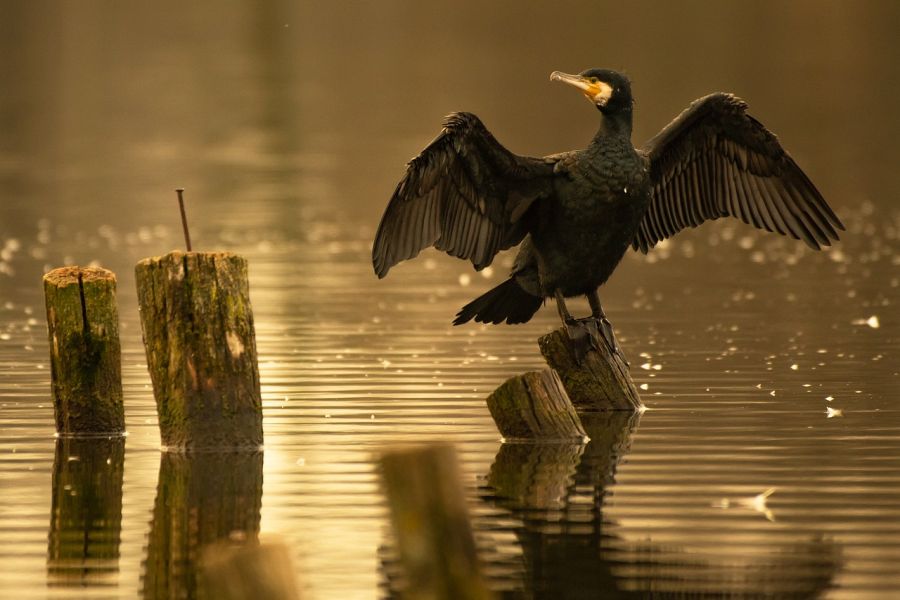 Ein Kormoran, der mit ausgebreiteten Flügeln auf einem Holzpfahle in einem Gewässer sitzt. (Symbolbild: Eszter Miller auf Pixabay)