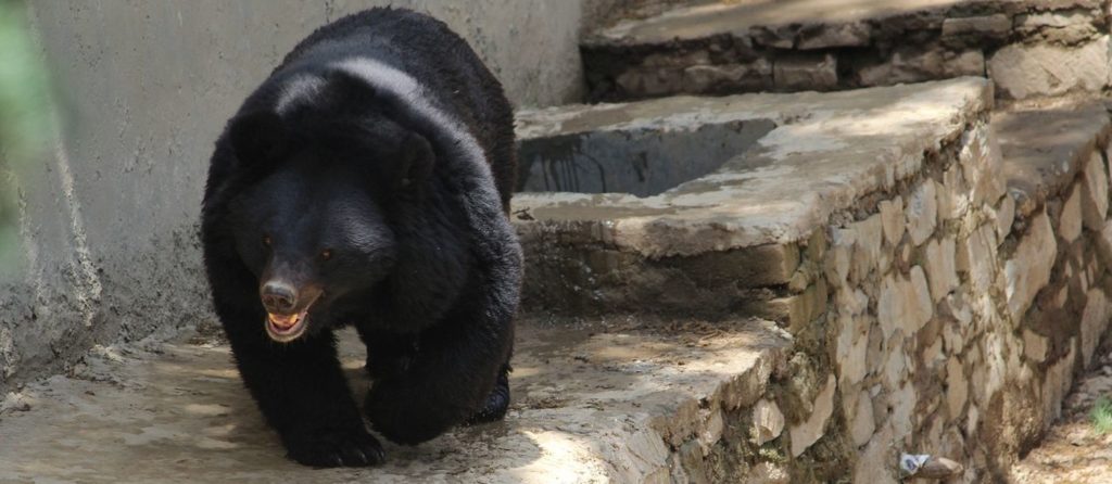 Ein Asiatischer Schwarzbär in einem Gehege. (Symbolbild: Sandeep Handa auf Pixabay)