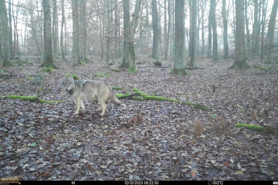 Ein Wolf, der am 12. Dezember 2023 von einer Wildkamera abgelichtet worden ist. (Quelle: © Landesjägerschaft Niedersachsen e.V.)
