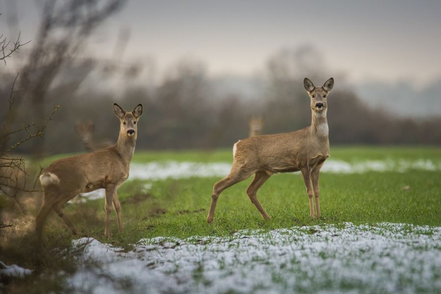 Ein Sprung Rehe auf einer teilweise beschneiten Grünfläche. (Symbolbild: Sven Lachmann auf Pixabay)