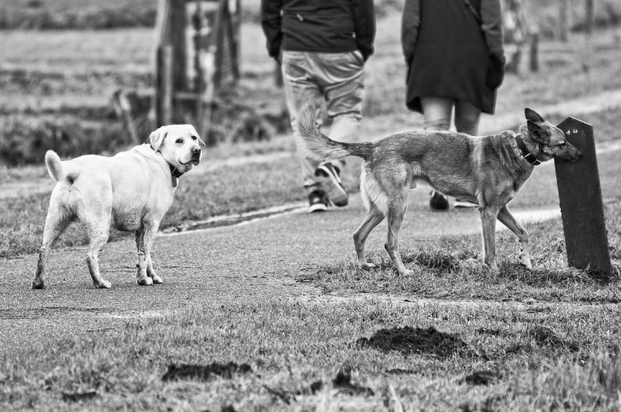 Zwei freilaufende Hunde hinter ihren Haltern. (Symbolbild: MableAmber auf Pixabay)