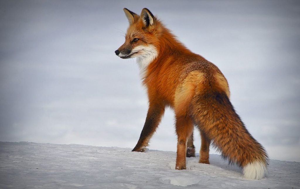 Ein Fuchs im Schnee, der gerade den Lockruf eines Jägers gehört haben könnte, so aufmerksam, wie er ist. (Symbolbild: Alain Audet auf Pixabay)