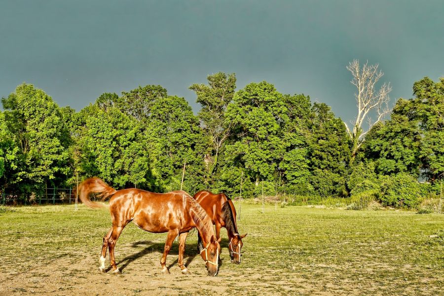 Zwei Pferde auf einer Koppel. (Symbolbild: Sabine auf Pixabay)