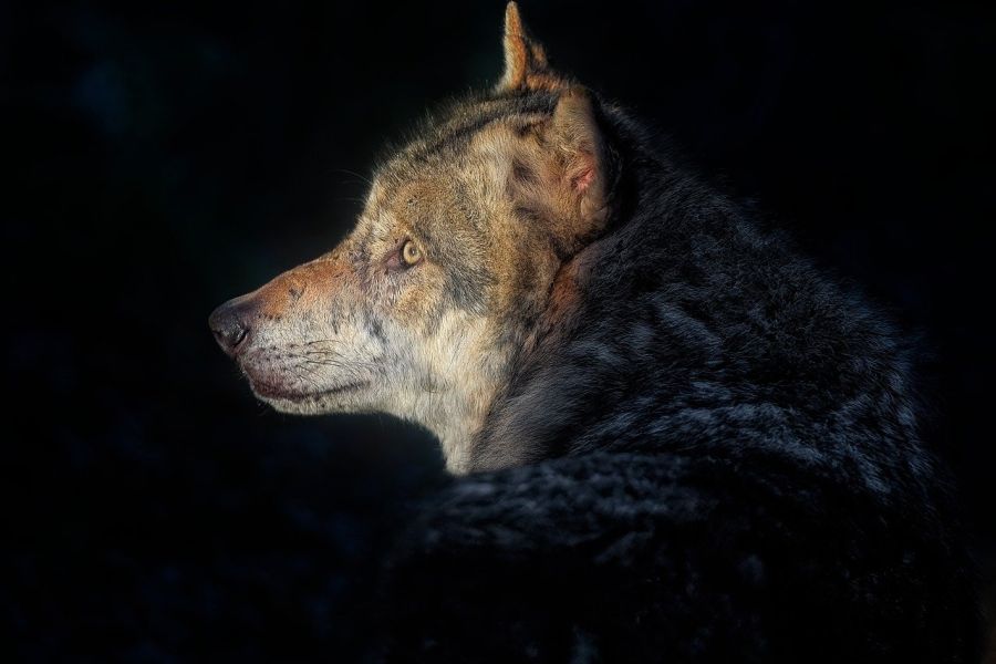 Ein Wolf, der zur Seite schaut. (Symbolbild: Angela auf Pixabay)