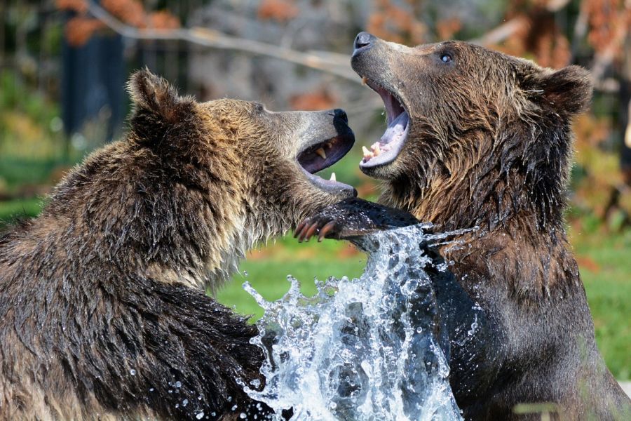 Zwei junge Braunbären kabbeln sich im Wasser. (Symbolbild: Steppinstars auf Pixabay)