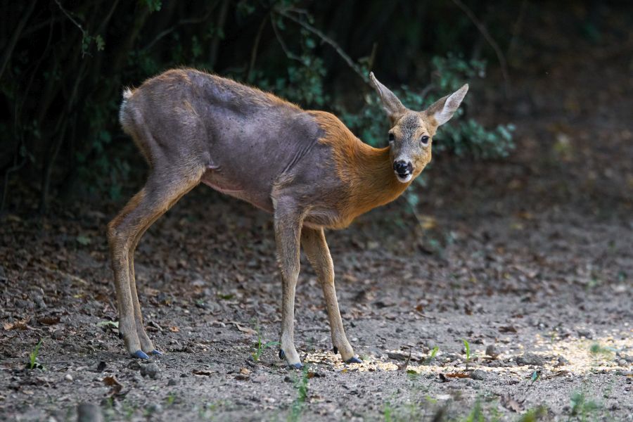 So wie Wolf, Fuchs und Hund von der Sarcoptes-Räude schwer gepeinigt werden können, kann dies auch bei Rehwild und sogar beim Schwarzwild der Fall sein. (Symbolbild: iStock/xalanx)