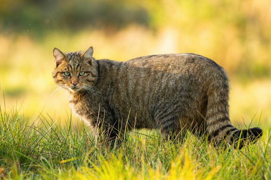 Aufmerksame europäische Wildkatze, Felis silvestris, die auf einer grasbewachsenen Wiese steht und im Sommer bei Sonnenuntergang in die Kamera schaut. (Foto: iStock/JMrocek)