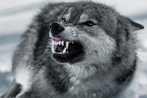 Alarmierender Anstieg von Wolfsangriffen auf Hunde