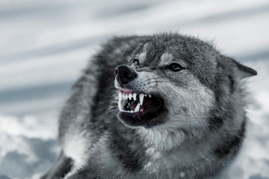 Ein Wolf mit gefletschten Zähnen im Schnee. (Symbolbild: iStock/Eva Lesina)