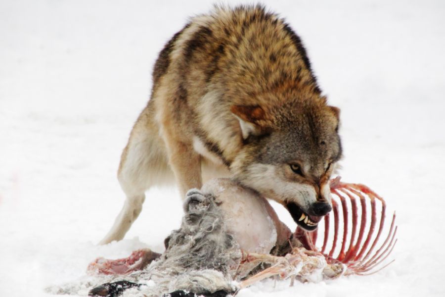 Ein Wolf an seinem Riss im Schnee. (Symbolbild: iStock/Jana Mechmershausen)