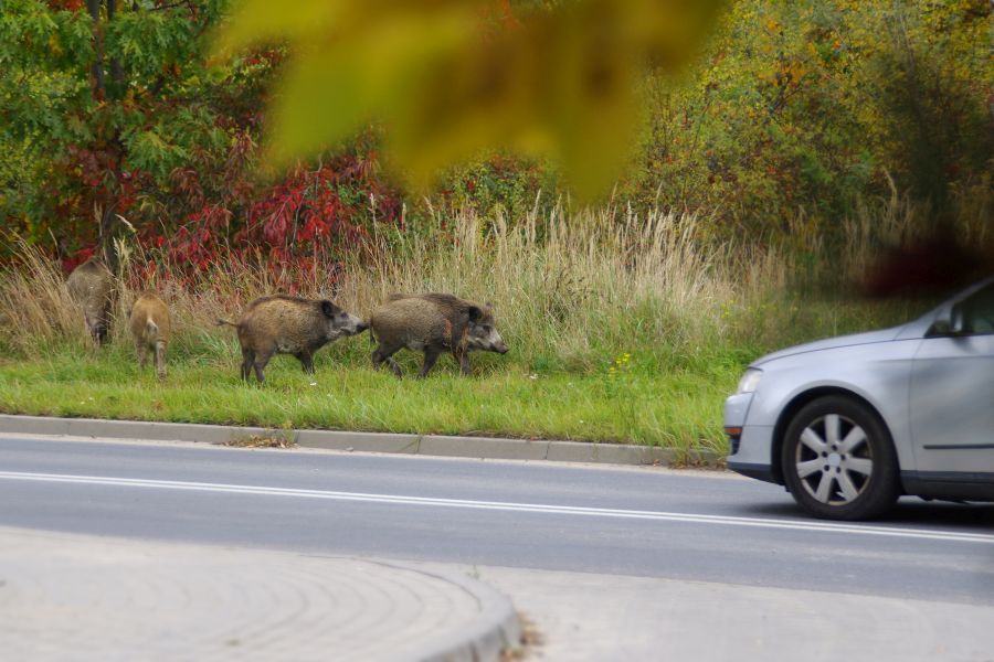 Immer öfter sieht man, in ganz Europa, Wildschweine in städtischen Bereichen, Wie hier auf diesem Bild und auch bei dem Vorfall in Castres am Montag, sogar am helllichten Tag. (Symbolbild: iStock/Arkadiusz Warguła)