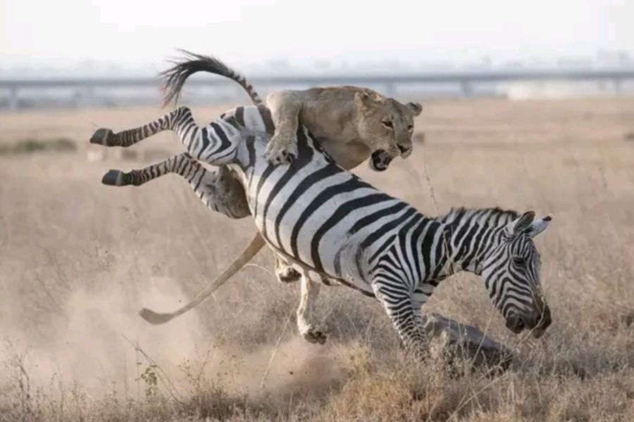 Ein Löwe packt ein Zebra. (Symbolbild: iStock/Ayanda Madondo)