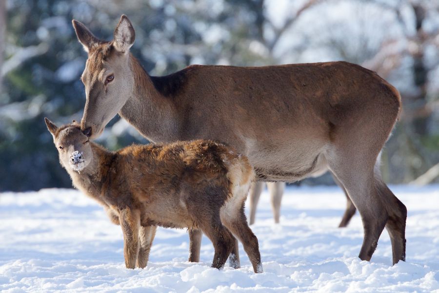 Rotwild: Eine Hirschkuh mit ihrem Kalb im Schnee. (Symbolbild: iStock/andreaskrappweis)