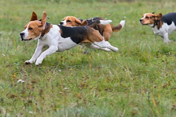 Drei Jagdhunde aus Schlucht gerettet