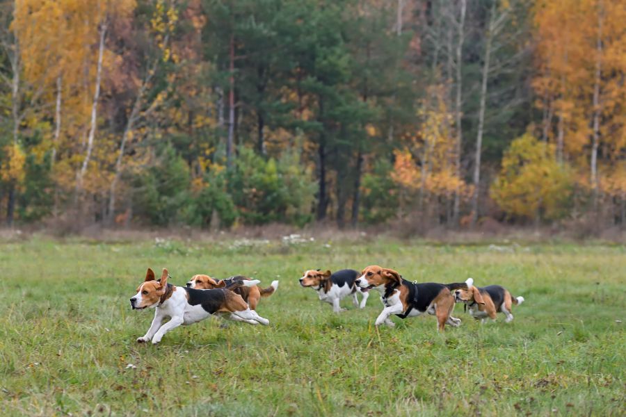Drei Beagle in vollem Lauf. (Symbolbild: iStock/eAlisa)