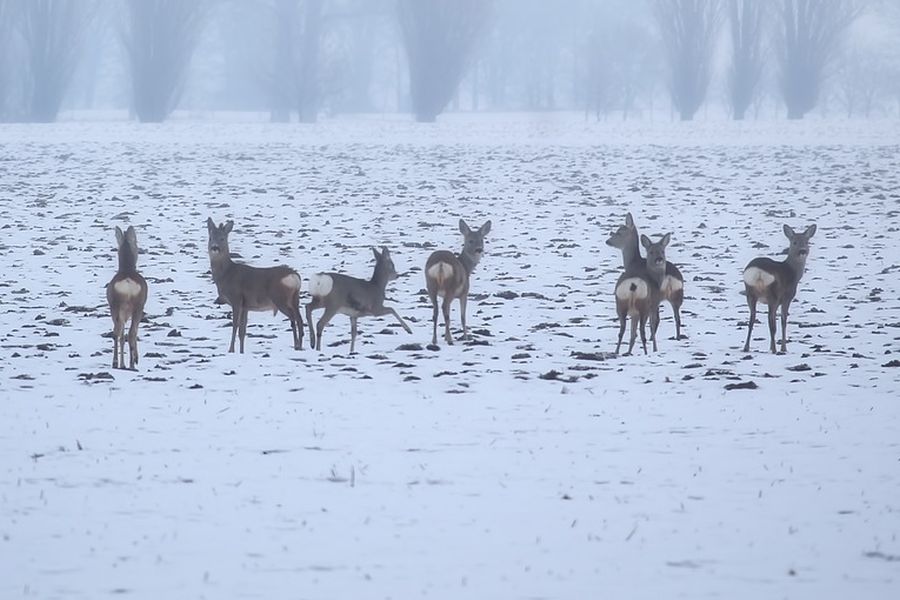 85% der Jahresstrecke beim Rehwild wurde durch „private Jäger“ geschossen. (Symbolbild: Hans Benn auf Pixabay)