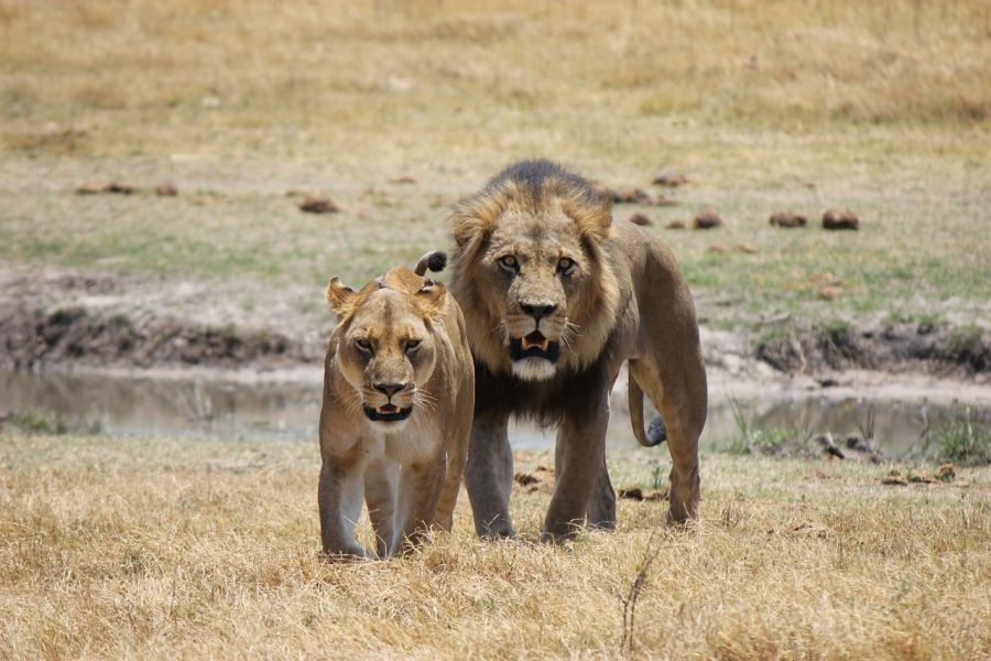 Ein Löwe und eine Löwin vor einem Wasserloch. (Symbolbild: Poinger_Herzschlog auf Pixabay)