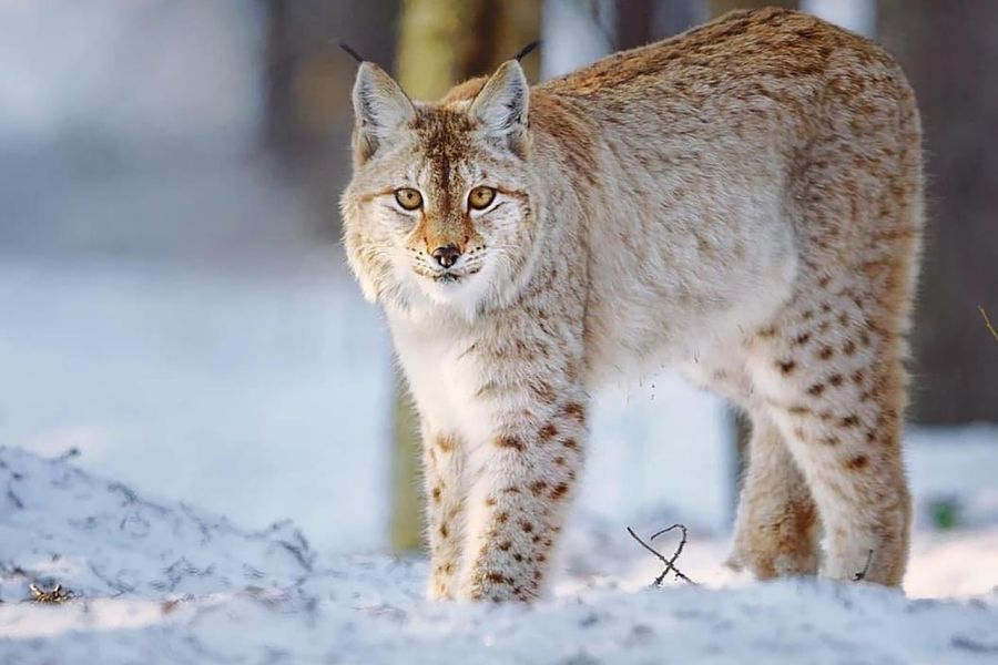 Ein Luchs im Schnee. (Symbolbild: Sabrina Belle auf Pixabay)