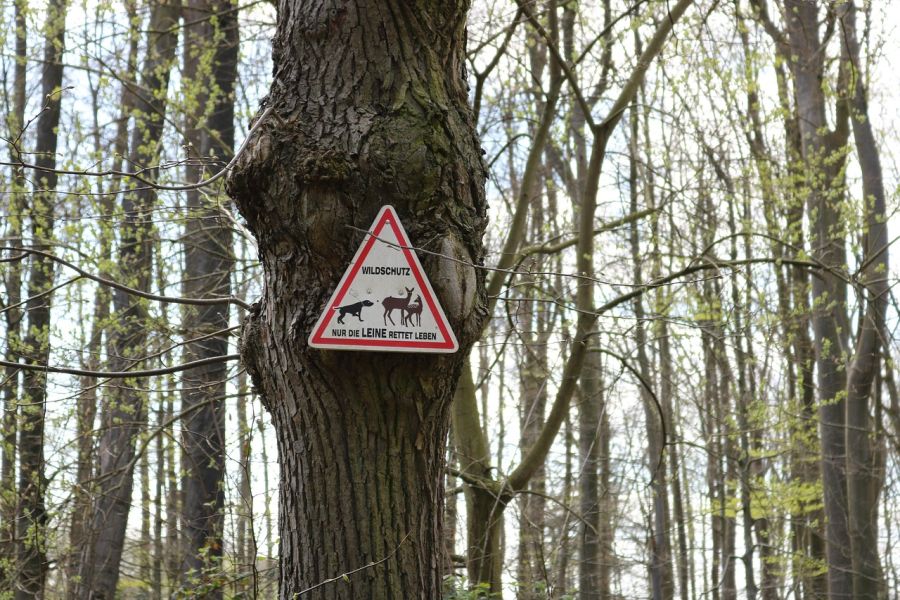 Ein Schild mit der Aufschrift „Wildschutz – Nur die LEINE rettet Leben“ und einem dargestellten angeleinten Hund sowie einer Ricke mit ihrem Kitz, das an einem Baum angebracht wurde. (Symbolbild: Christian Storb auf Pixabay)